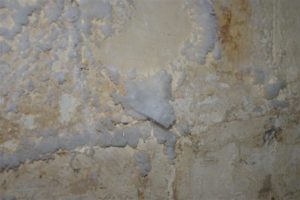 repérer le salpetre et la mérule. les sels minéraux sont des filaments blancs luisants sur les murs et les caves