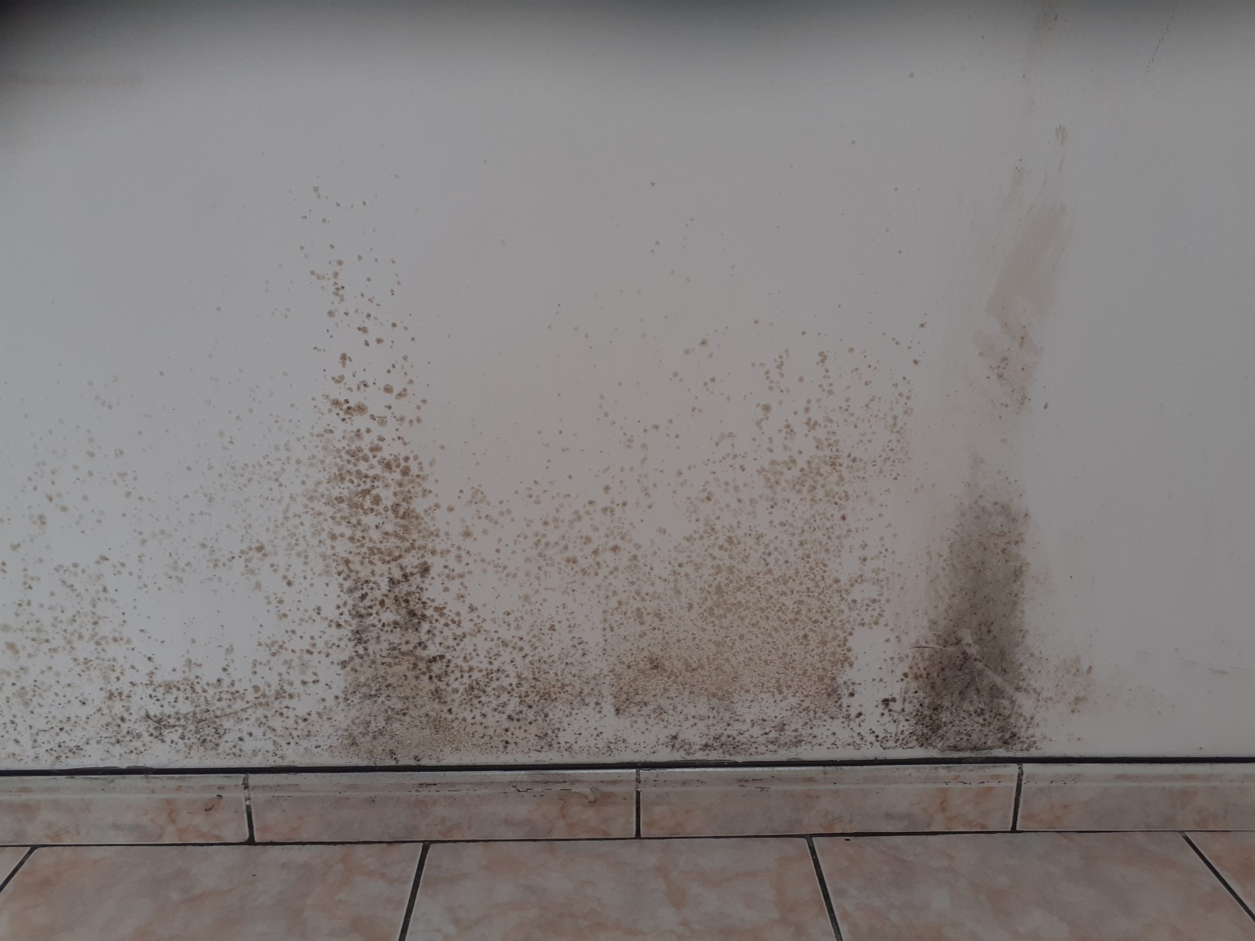 Problème d'humidité et moisissures sur mur intérieur