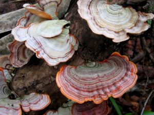 Tout savoir sur les champignons dans les maisons humides : Cette photo illustre parfaitement l’impact des champignons dans une maison humide, un problème fréquent qui peut causer des dégâts structurels et nuire à la santé des occupants. Que ce soit la mérule, le coniophore ou les moisissures noires, ces champignons prolifèrent dans des environnements humides et mal ventilés, attaquant les matériaux comme le bois, le plâtre et les textiles. Ils fragilisent les structures, dégradent les murs et libèrent des spores nocives pour les voies respiratoires. Comprendre les causes de leur apparition, comme les infiltrations d’eau ou un taux d’humidité élevé, est essentiel pour les éliminer efficacement et éviter leur retour. Aqua-Control propose des solutions professionnelles pour diagnostiquer, traiter et prévenir les champignons dans votre maison humide.