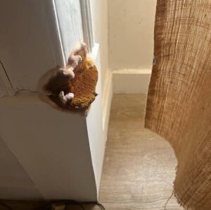 Présence de mérule dans une habitation : Ce champignon lignivore s’attaque au bois dans les zones humide. Sa progression est rapide et provoque d'importants dégâts si ce champignon n'est pas traitée rapidement.