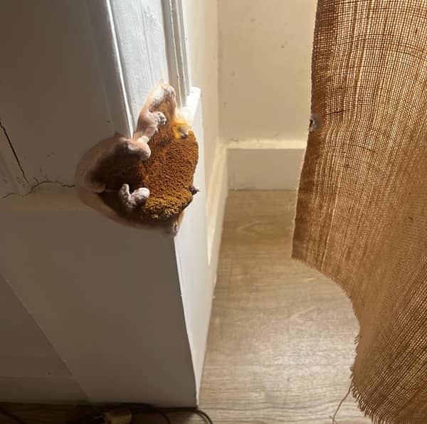 Présence de mérule dans une habitation : Ce champignon lignivore s’attaque au bois dans les zones humide. Sa progression est rapide et provoque d'importants dégâts si ce champignon n'est pas traitée rapidement.