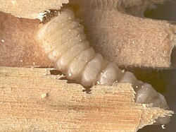 le capricorne est un dangereux insectes destructeur du bois tant il dégrade les structures et fragilise le bois