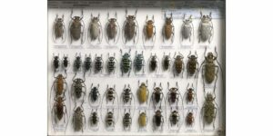 photo des insectes xylophages et comment traiter le bois attaqué par les insectes xylophages