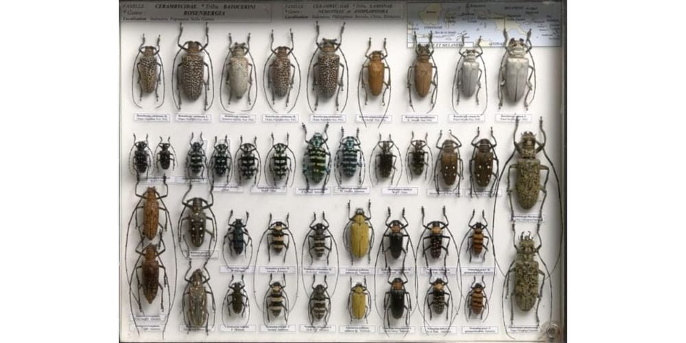 photo des insectes xylophages et comment traiter le bois attaqué par les insectes xylophages