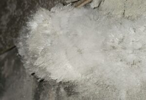 Mousse blanche sur un mur de cave, comment savoir et reconnaitre si c'est un champignon, de la mérule ou du salpêtre.