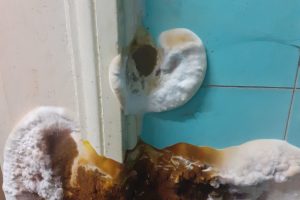 traiter merule sur mur humide et diagnostic merule