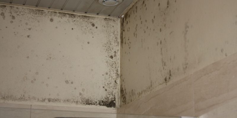 nettoyer moisissure sur un mur humide dans une maison humide