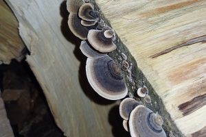 champignons plats sur du bois