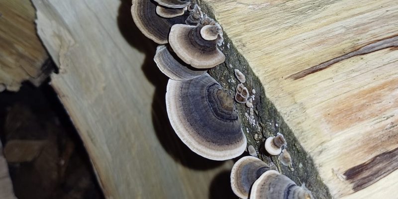 champignons plats sur du bois