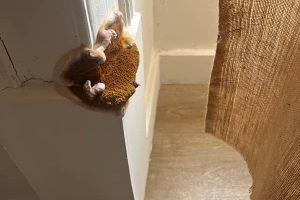 Présence de mérule dans une habitation : Ce champignon lignivore s’attaque au bois dans les zones humide. Sa progression est rapide et provoque d'importants dégâts si ce champignon n'est pas traitée rapidement.