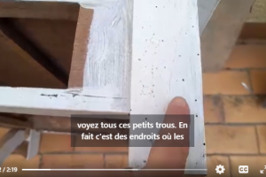 les insectes xylophages sont des destructeurs du bois. les larves des insectes xylophages mangent le bois pour grandir et se développer