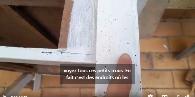 les insectes xylophages sont des destructeurs du bois. les larves des insectes xylophages mangent le bois pour grandir et se développer