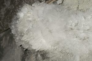 Mousse blanche sur un mur de cave, comment savoir et reconnaitre si c'est un champignon, de la mérule ou du salpêtre.