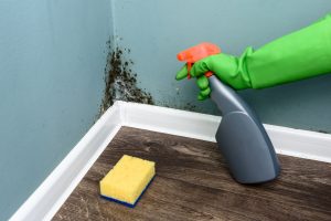 Les moisissures sur le mur doivent être éliminer pour votre santé. Comment nettoyer les murs moisis.