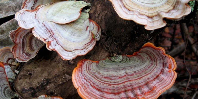 Tout savoir sur les champignons dans les maisons humides : Cette photo illustre parfaitement l’impact des champignons dans une maison humide, un problème fréquent qui peut causer des dégâts structurels et nuire à la santé des occupants. Que ce soit la mérule, le coniophore ou les moisissures noires, ces champignons prolifèrent dans des environnements humides et mal ventilés, attaquant les matériaux comme le bois, le plâtre et les textiles. Ils fragilisent les structures, dégradent les murs et libèrent des spores nocives pour les voies respiratoires. Comprendre les causes de leur apparition, comme les infiltrations d’eau ou un taux d’humidité élevé, est essentiel pour les éliminer efficacement et éviter leur retour. Aqua-Control propose des solutions professionnelles pour diagnostiquer, traiter et prévenir les champignons dans votre maison humide.